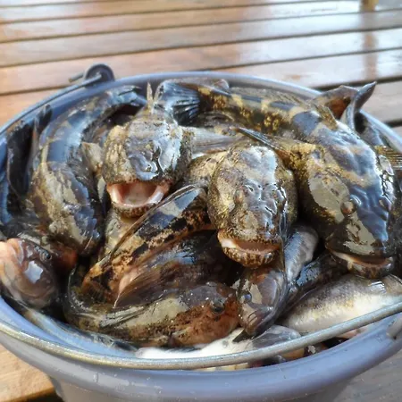 Гостьовий будинок Albizia Одеса