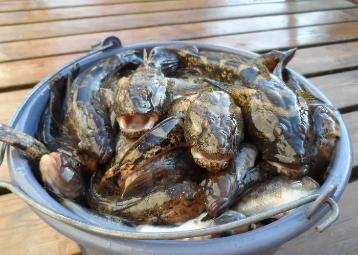 Gæstehus Albizia Odessa